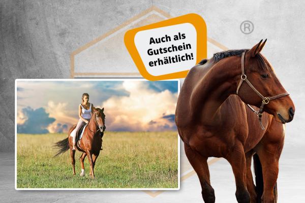 Onlinekurs Pferdewirt (m/w/d) {{Auch als Gutschein verfügbar !!}}