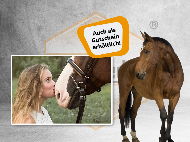 Prüfungstrainer Pferdekunde Basispass - FN